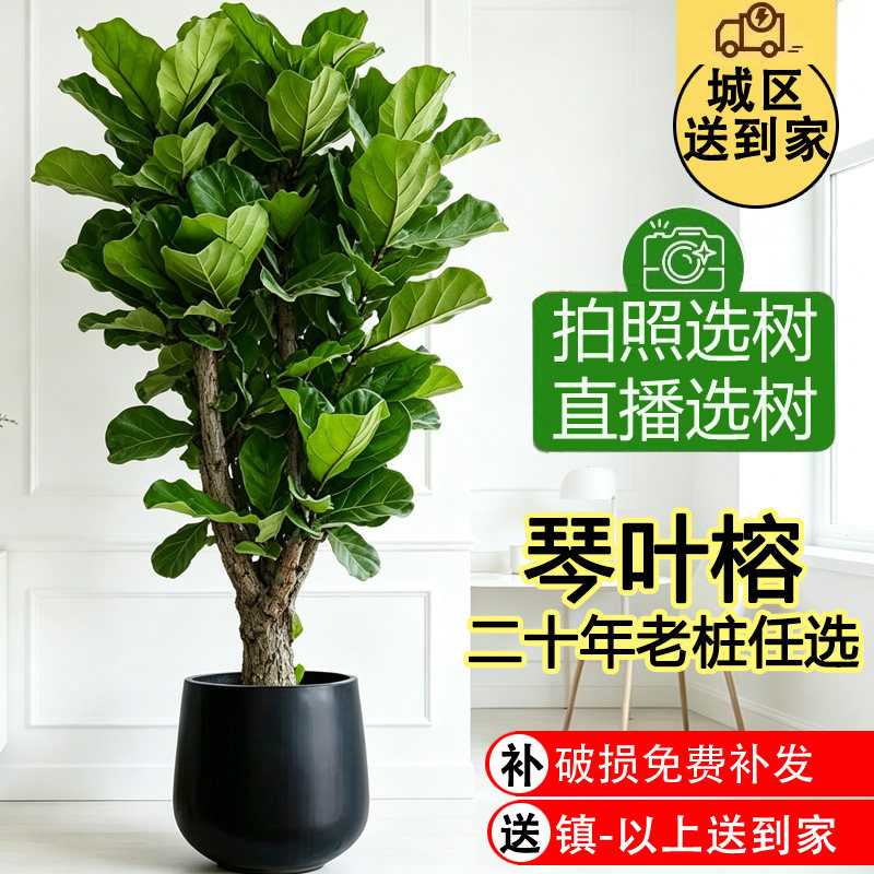 琴叶榕客厅绿植室内大型高级感客厅大盆栽榕树木落地大绿植树轻奢