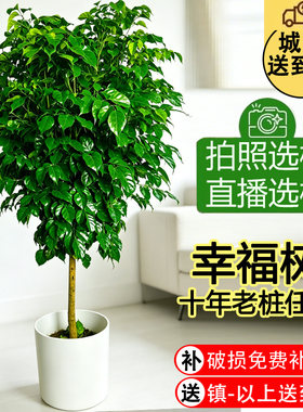 幸福树客厅大盆栽客厅绿植室内大型植物盆栽大绿植落地旺宅树木
