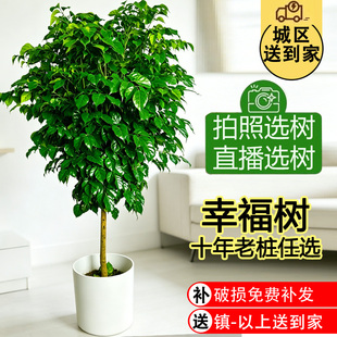 幸福树客厅大盆栽客厅绿植室内大型植物盆栽大绿植落地旺宅树木