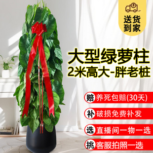 开业礼物摆设绿萝长藤款 除甲醛新房客厅植物大型绿植摆件新家乔迁