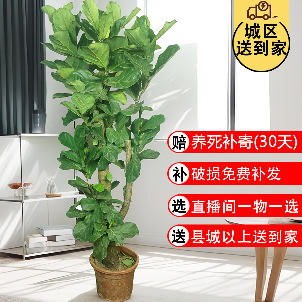 10年老桩琴叶榕办公室客厅绿植