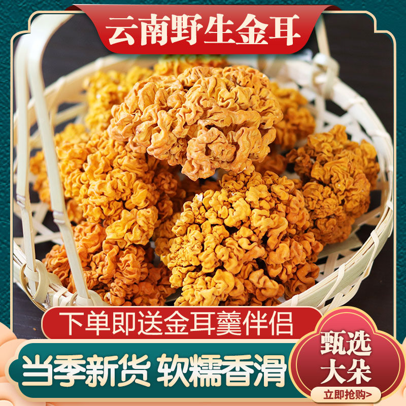 云南金耳干货野生金耳菌大朵黄耳菌黄金耳金耳菌菇 送金耳羹伴侣