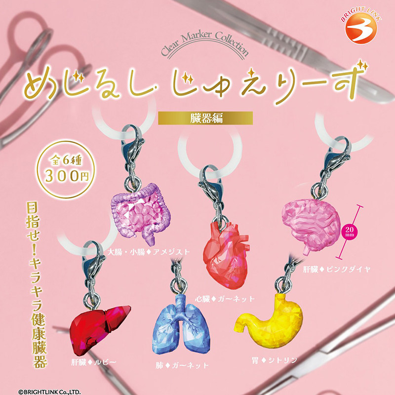 日本正版BRIGHTLINK内脏器官
