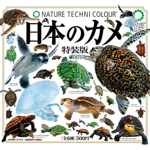 日本正版IKIMON 乌龟特装版扭蛋 海龟黄缘龟巴西龟类立体潮玩摆件