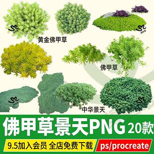 黄金佛甲草PNG中华景天薄雪万年青指甲草procreate素材PSD免扣ps
