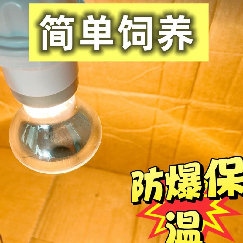 自动恒温加热灯小鸡保温箱自动控制自动控温温度鹌鹑育雏小鸟雏鸟