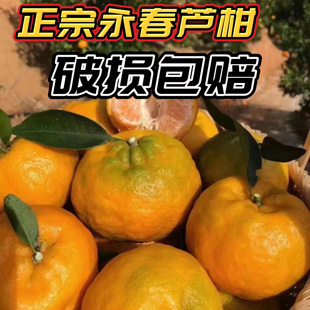 正宗永春芦柑新鲜水果当季现摘现发芦柑橘子柑桔子