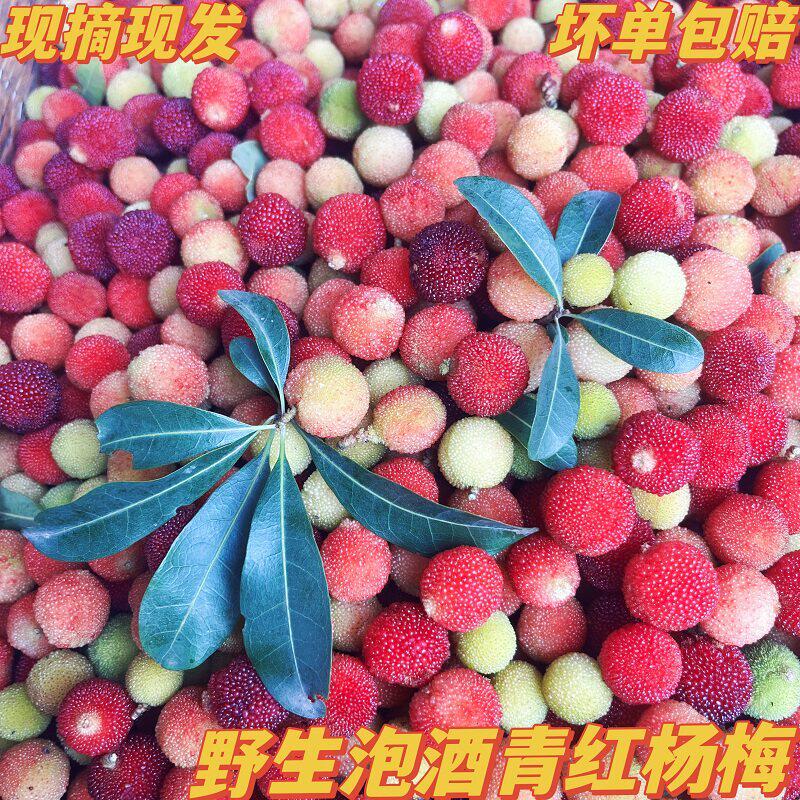 贵州云南野生杨梅深山新鲜泡酒青红杨梅孕妇水果现摘现发1斤包邮