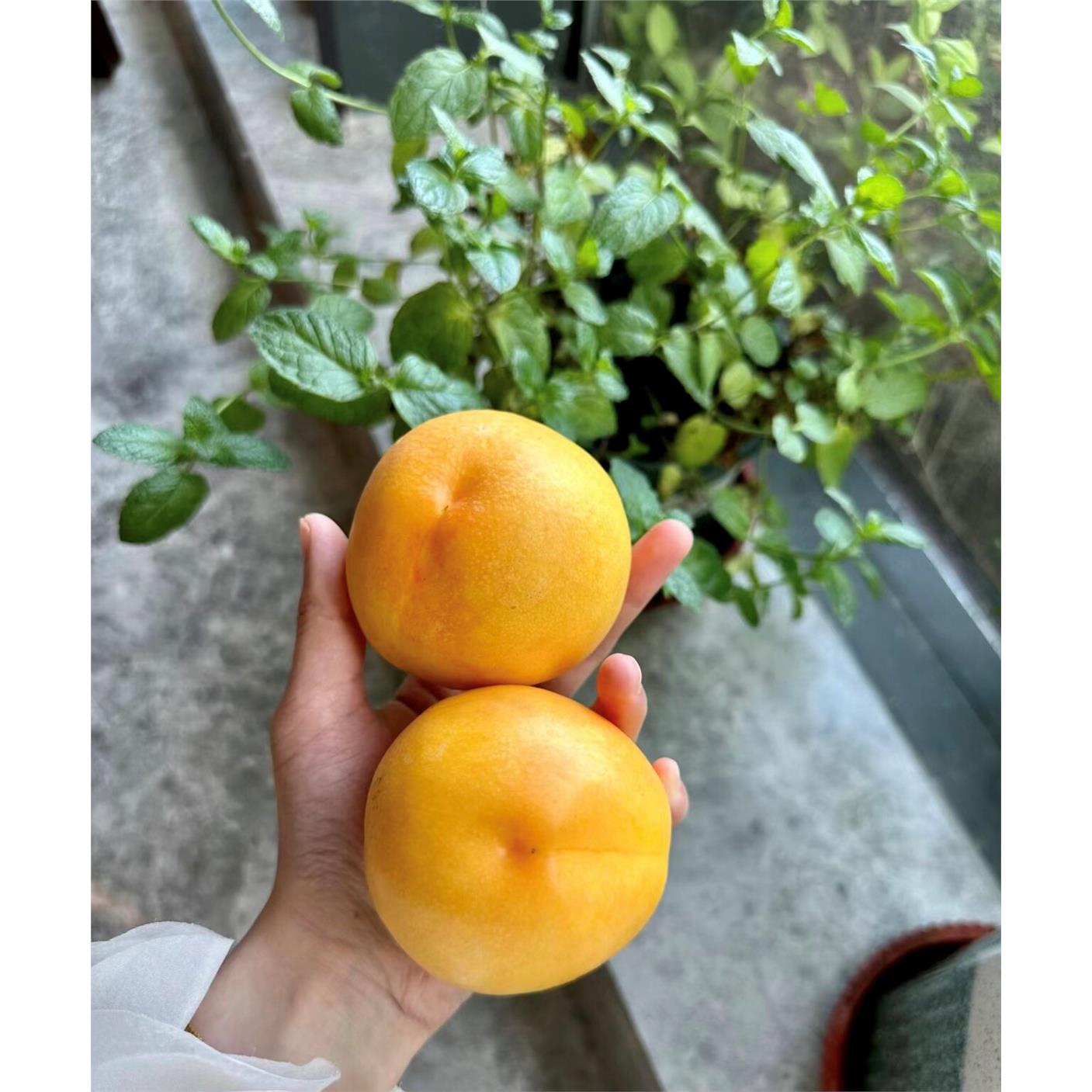 现货北京平谷黄油桃大桃