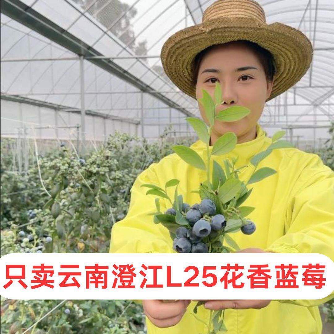 【顺丰】云南澄江抚仙湖露天L25花香蓝莓自家现采果园新鲜水果