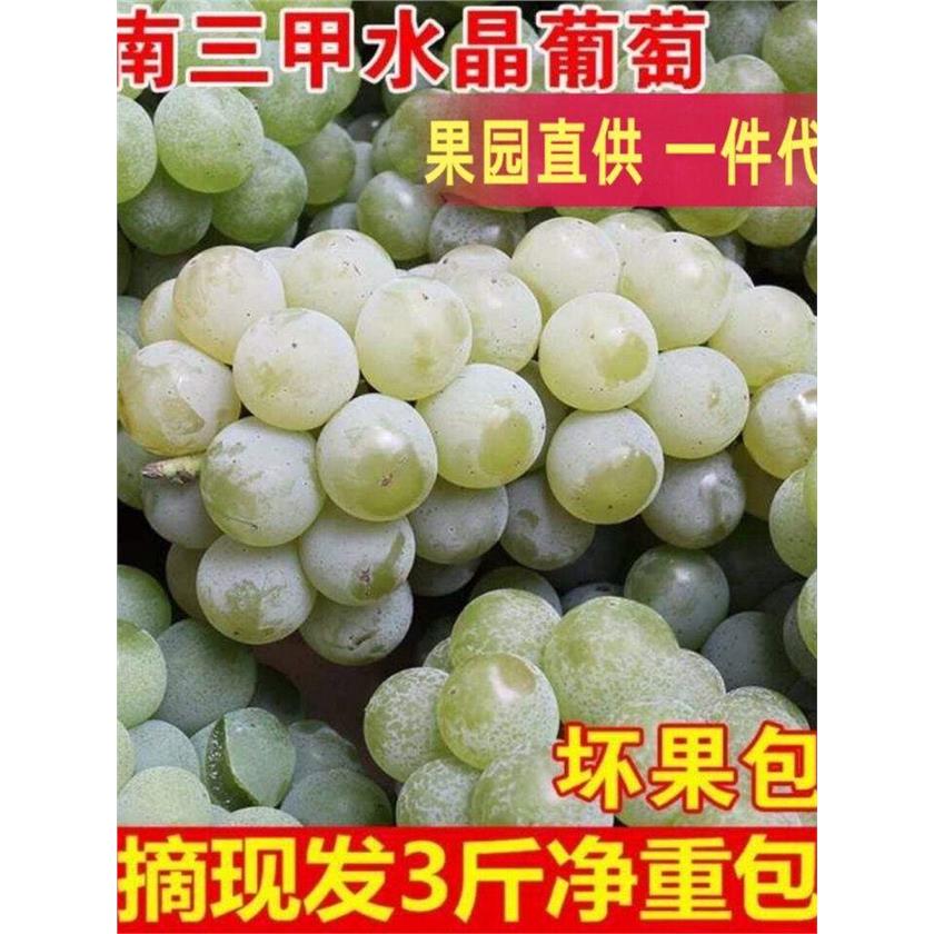 水晶葡萄湖南三甲绿青香