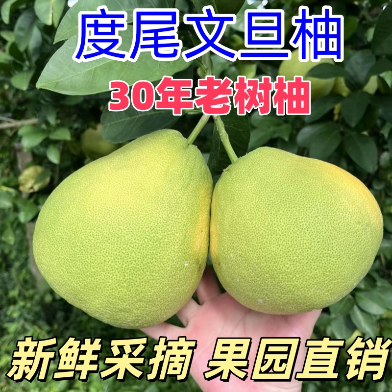 【有孔好果】福建度尾文旦柚红心柚子新鲜当季【收货5天内食用】