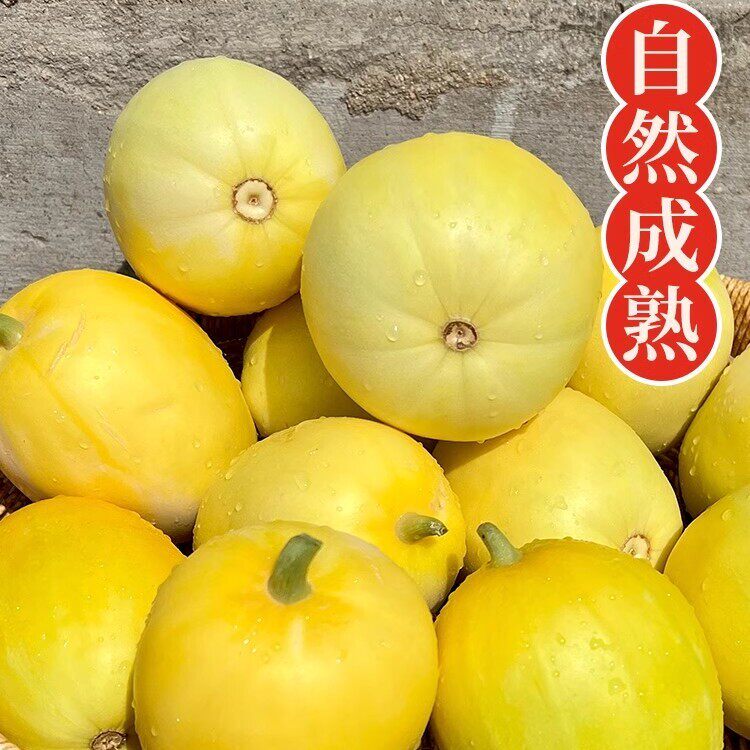 山东小蜜蜂甜瓜蜜罐甜瓜星甜20白糖罐脆甜奶香甜瓜头茬现摘大果