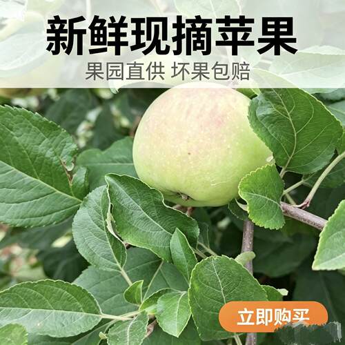 山东临沂梁王山地青苹果