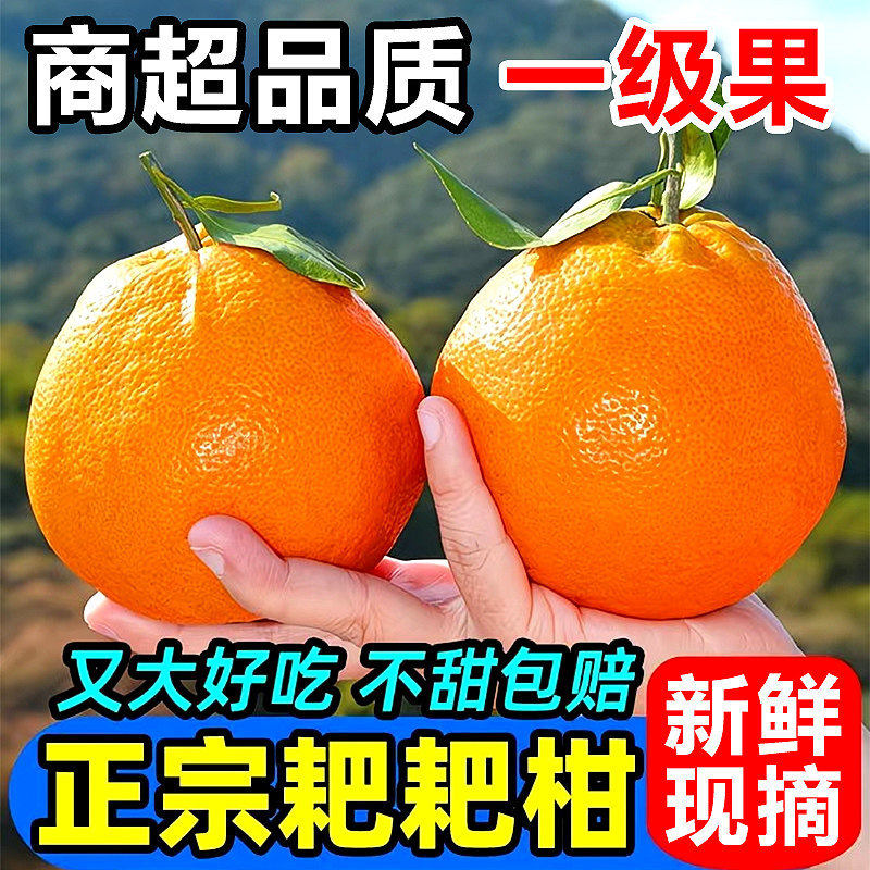 正宗耙耙柑粑粑柑丑果橘当季新鲜橘子高山无籽蜜桔春见丑八怪水果