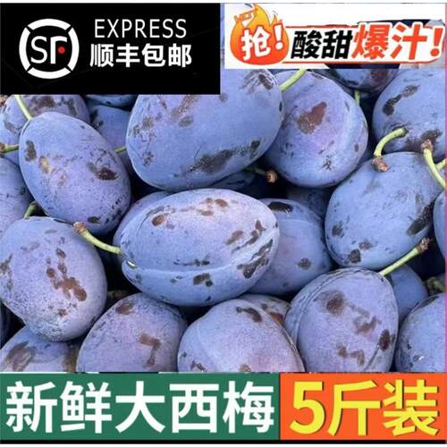 四川西梅新鲜水果现摘现