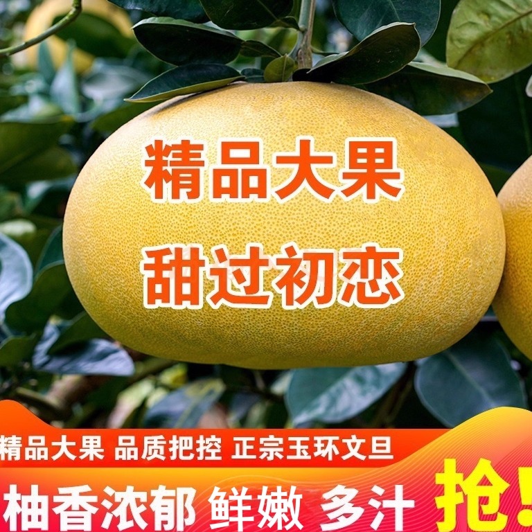 正宗玉环文旦台州楚门文旦新鲜果农果园采摘当季水果孕妇水果白心