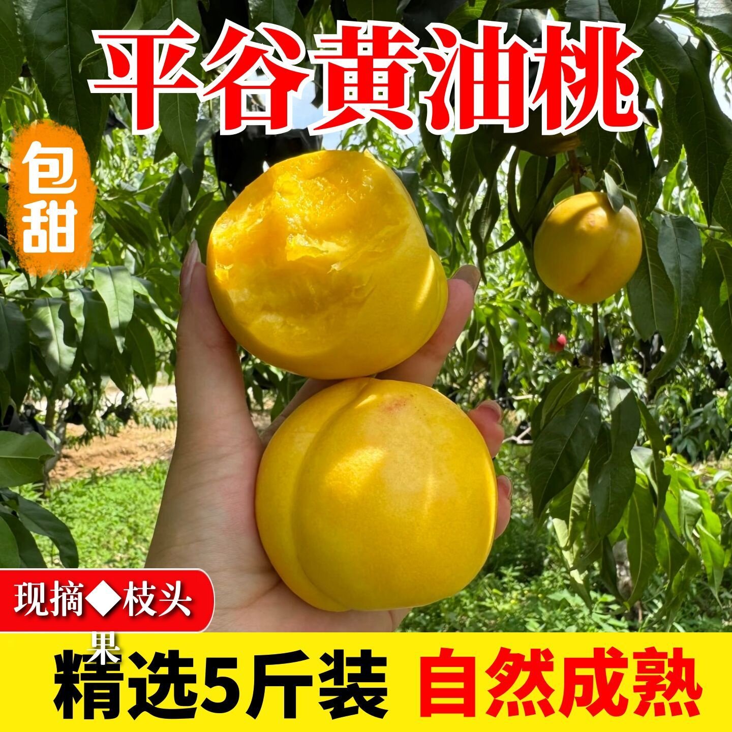 平谷黄金油桃礼盒现摘新