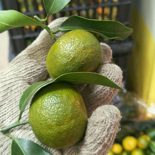 广东包邮整箱四会正宗特产山地清香青皮蜜桔纯甜无酸好吃新鲜水果