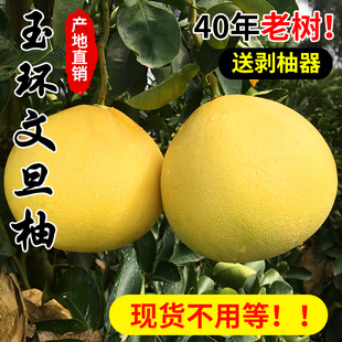 正宗玉环文旦柚子当季整箱孕妇新鲜水果蜜柚浙江台州楚门特产包邮