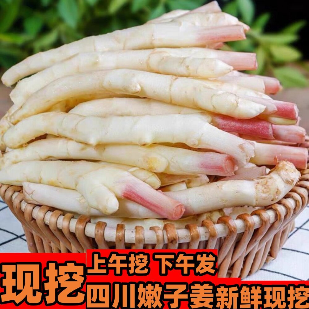 仔姜现挖现发四川正宗嫩姜芽新鲜现挖新鲜嫩姜芽子姜紫姜