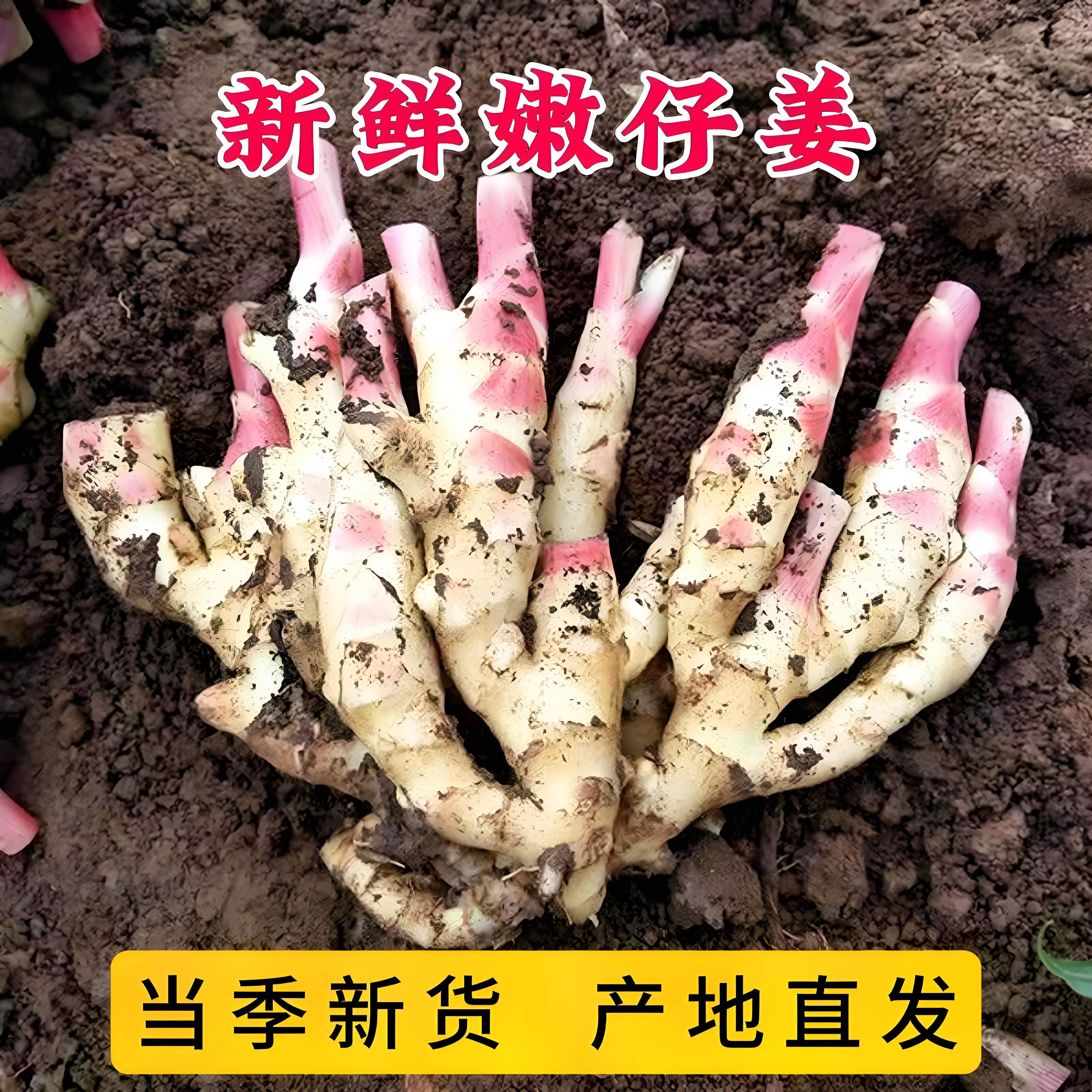 2026正宗广西红芽嫩姜子姜现挖新鲜带泥发货嫩姜仔姜农家开胃腌制