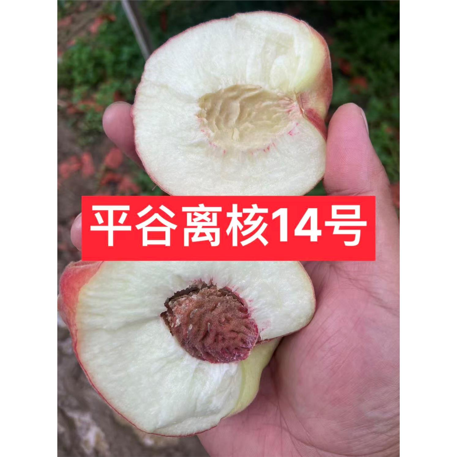 早14号离核脆桃平谷大桃