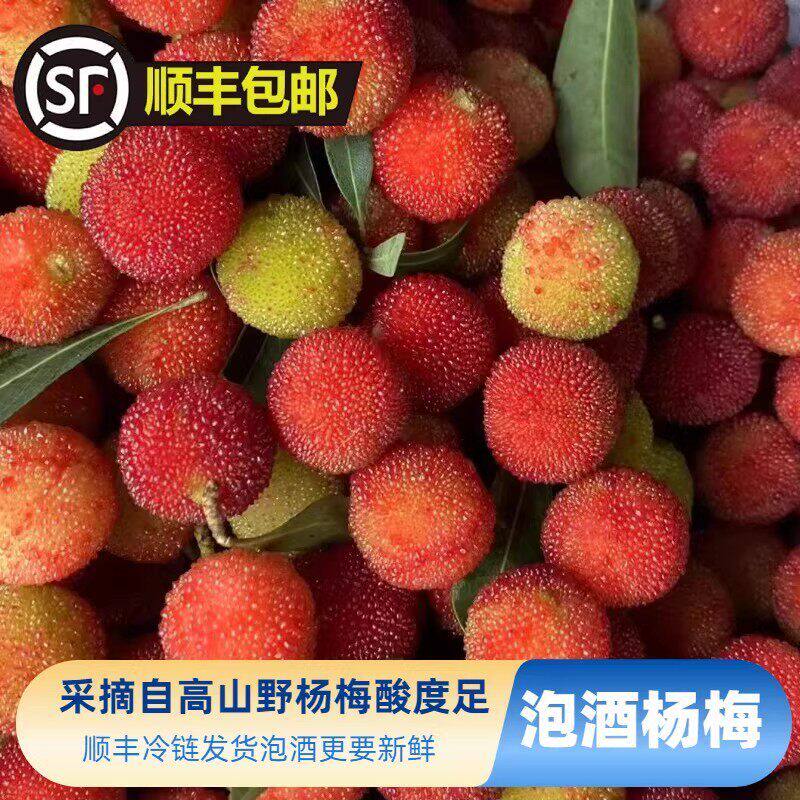 【JD/顺丰】野杨梅青红杨梅泡酒专用酸甜杨梅新鲜水果当季现摘
