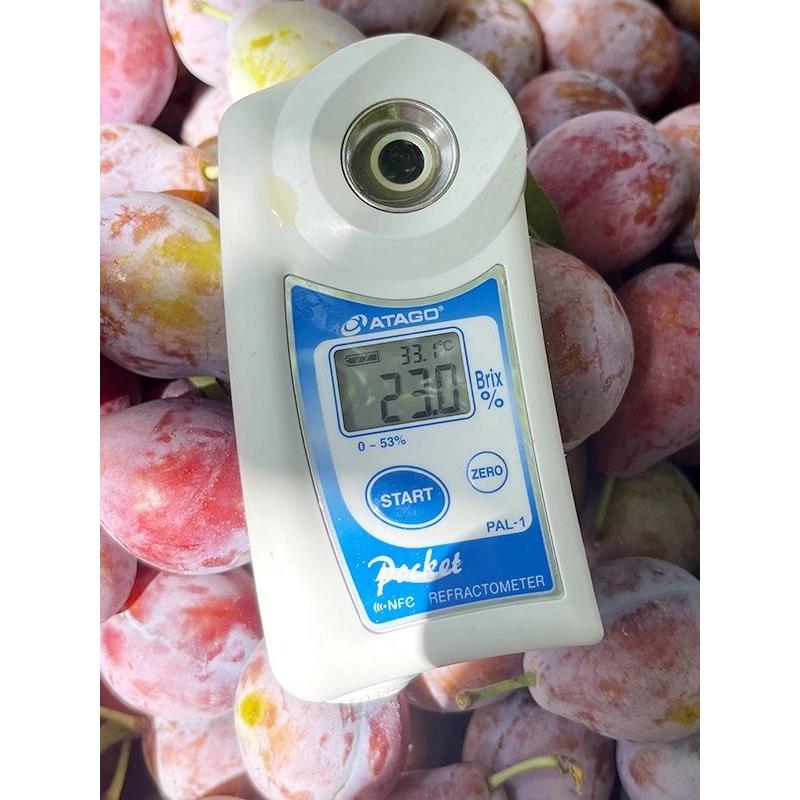 新疆西梅新鲜水果法兰西