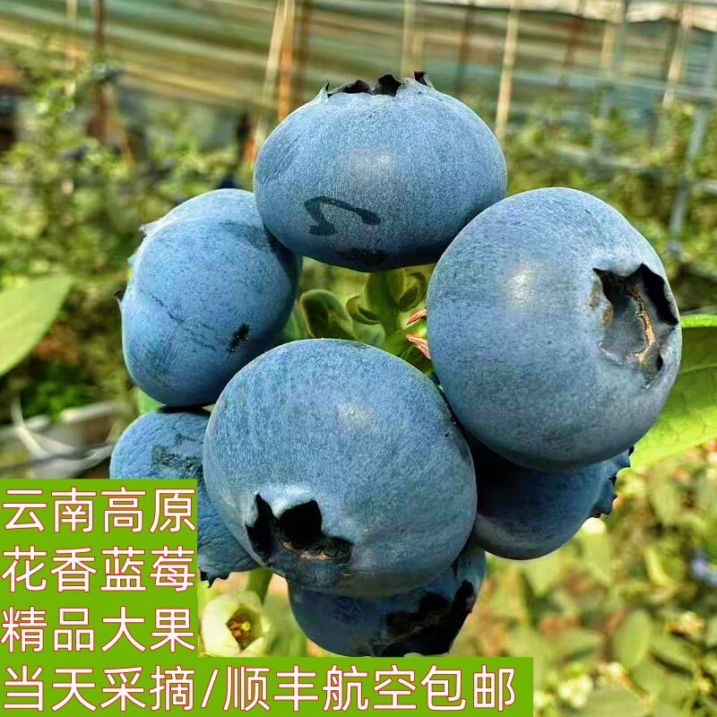 云南花香蓝莓 新鲜孕妇鲜果 应季时令抚仙湖L25蓝莓 顺丰空运盒装