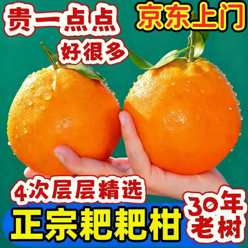 正宗四川春见耙耙柑当季粑粑柑新鲜现摘孕妇水果新明日见杷杷柑