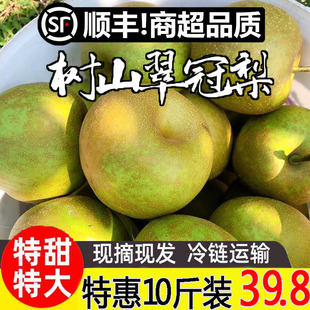 现货 苏州树山翠冠梨子现摘新鲜当季水果10斤礼盒装青皮梨子蜜梨