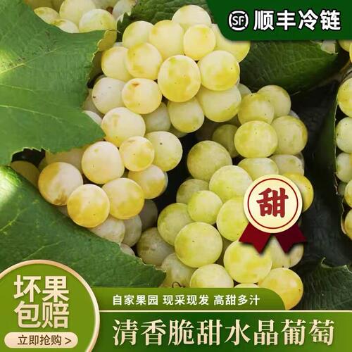 云南特产弥勒水晶葡萄新