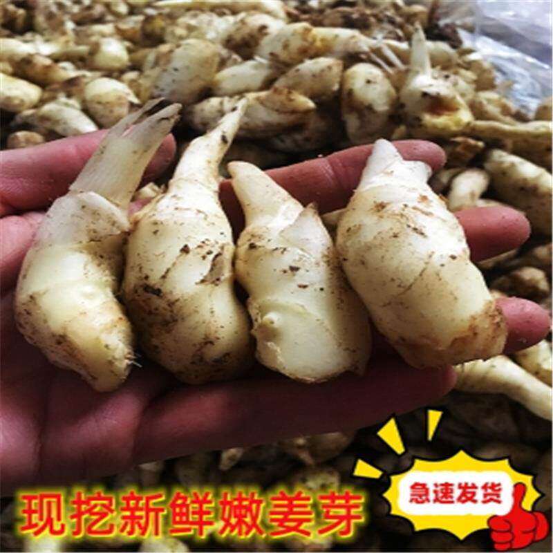 嫩姜芽 现挖仔姜生姜鲜姜食用农产品鲜子姜醋泡姜5斤新鲜嫩姜