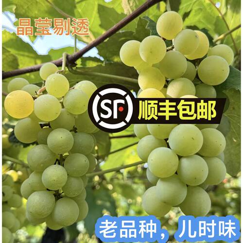 【顺丰温控包邮】水晶葡