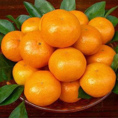 长兴岛橘子崇明蜜桔桔子新鲜现摘无籽黄皮柑橘酸甜孕妇水果金桔