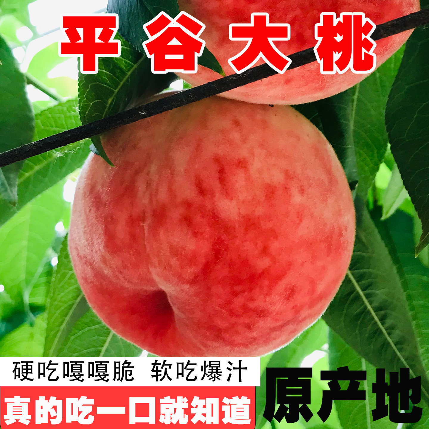 北京平谷大桃子水蜜桃当
