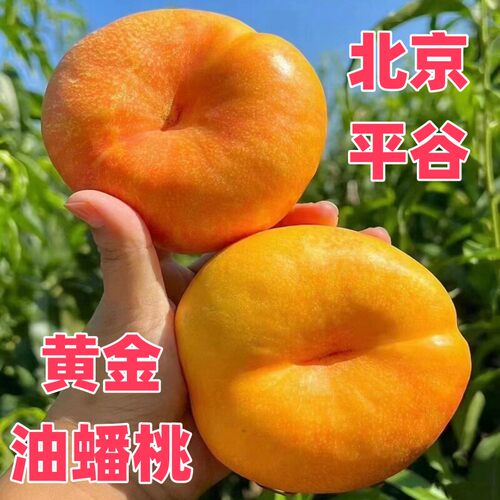 北京平谷黄金油蟠桃新鲜