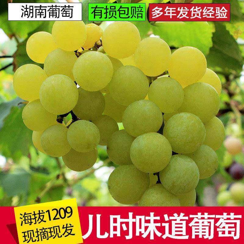 郴州白水晶葡萄现摘现发