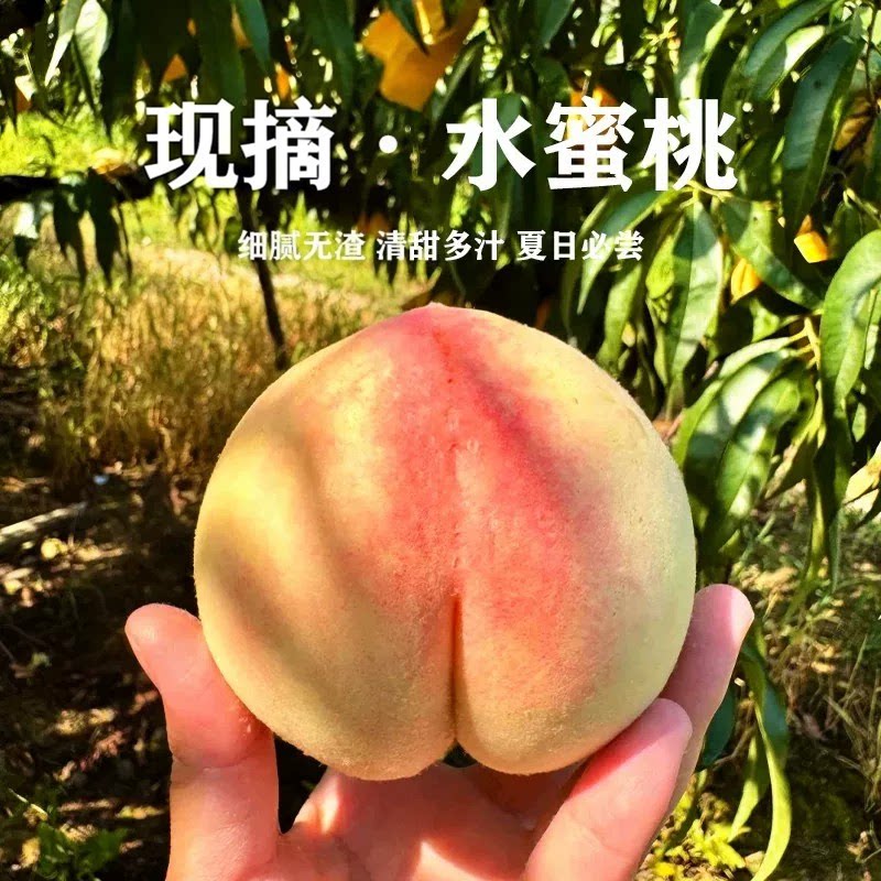 水蜜桃源头直采产自宁波
