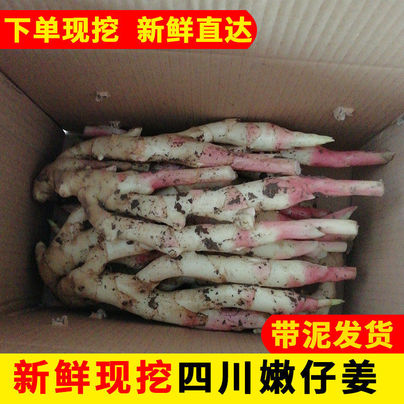 四川仔姜新鲜嫩仔姜红芽姜嫩生姜农家子姜五指姜腌制姜芽泡菜生姜