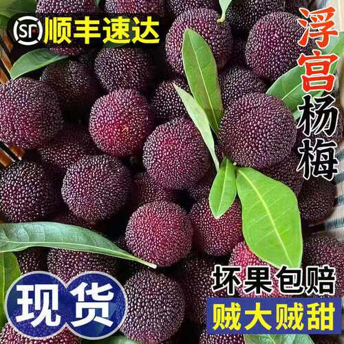 京德福仙居东魁新鲜冰杨梅荔枝大果冰冻泡酒整箱袋装批发顺丰包邮
