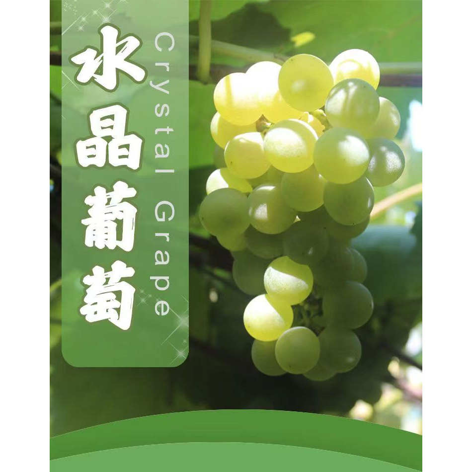 湖南水晶葡萄新鲜现摘孕