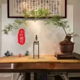 Аутентичный Zhanjiang Xiaoyezhu старая куча Будда Живот, саженцы из бамбукового корня, просмотр рабочего стола Зеленый посадка в горшках