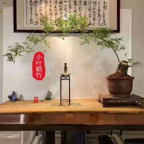 Аутентичный Zhanjiang Xiaoyezhu старая куча Будда Живот, саженцы из бамбукового корня, просмотр рабочего стола Зеленый посадка в горшках