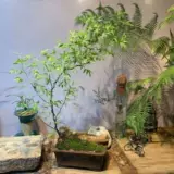 Аутентичный Zhanjiang Xiaoyezhu старая куча Будда Живот, саженцы из бамбукового корня, просмотр рабочего стола Зеленый посадка в горшках