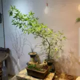 Аутентичный Zhanjiang Xiaoyezhu старая куча Будда Живот, саженцы из бамбукового корня, просмотр рабочего стола Зеленый посадка в горшках