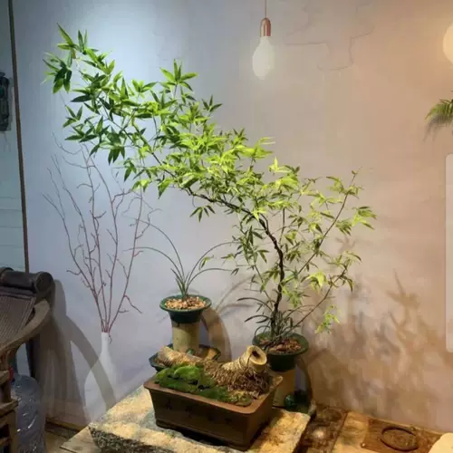 Аутентичный Zhanjiang Xiaoyezhu старая куча Будда Живот, саженцы из бамбукового корня, просмотр рабочего стола Зеленый посадка в горшках