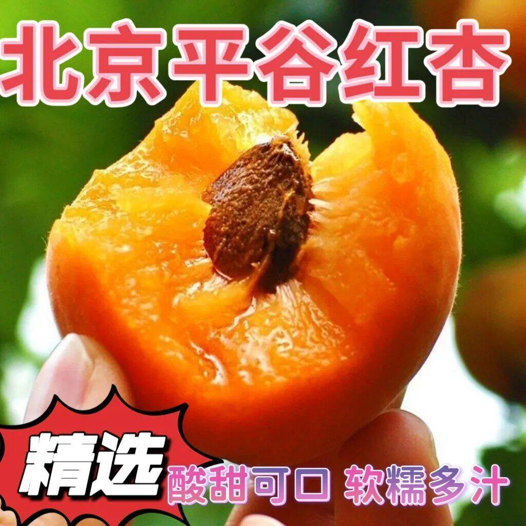 杏子北京市平谷正宗红杏现摘现发当季新鲜孕妇水果酸甜可口大红杏