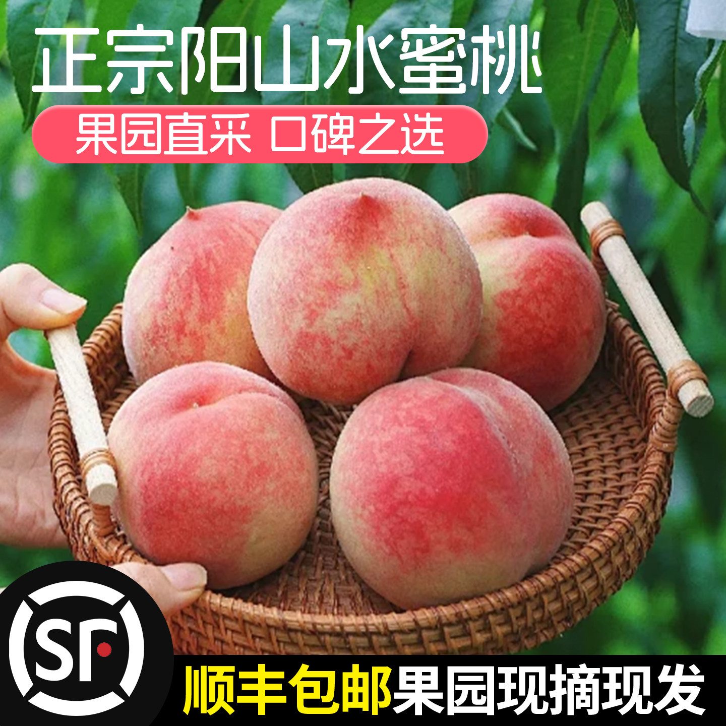 正宗无锡阳山水蜜桃礼盒